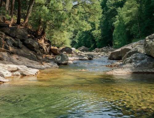 Quelle forêt visiter en Corse : les joyaux naturels à explorer